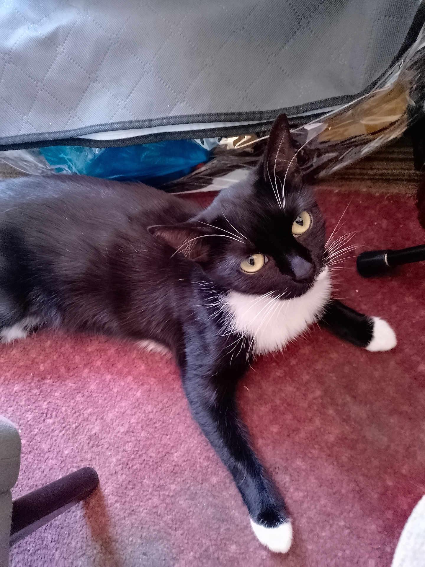 Bellatrix