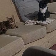 Bellatrix joined the competition — help win amazing prizes! cat, tabby_cat, black_and_white_cat, couch, living_room, furniture, pet, animal, indoor, cozy, sitting, relaxed, fur, domestic_animal, tabby, blanket, cloth, home, resting, two_animals