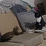Bellatrix joined the competition — help win amazing prizes! cat, cats, indoor, couch, pillow, clothing, tabby_cat, black_and_white_cat, pet, animal, feline, relaxing, resting, home, furniture, domestic, two_cats, living_room, cozy, soft_lighting