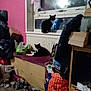 bags, black_and_white_cat, boxes, cat, clutter, cushion, dim_light, domestic_cat, floor, furniture, home_interior, indoor, messy_room, pets, pink_wall, relaxing, resting, two_cats, window, windowsill