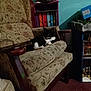Narcissa joined the competition — help win amazing prizes! cat, armchair, bookshelf, books, indoor, furniture, black_and_white_cat, patterned_fabric, relaxed, home, decor, wooden_armrest, sitting, pet, cozy, carpet, shelving, room, quiet, domestic
