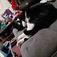 Narcissa joined the competition — help win amazing prizes! cat, black_and_white, couch, indoor, resting, paw, feline, cozy, living_room, furniture, relaxed, pet, animal, domestic, fur, whiskers, clutter, household_items, carpet, blanket
