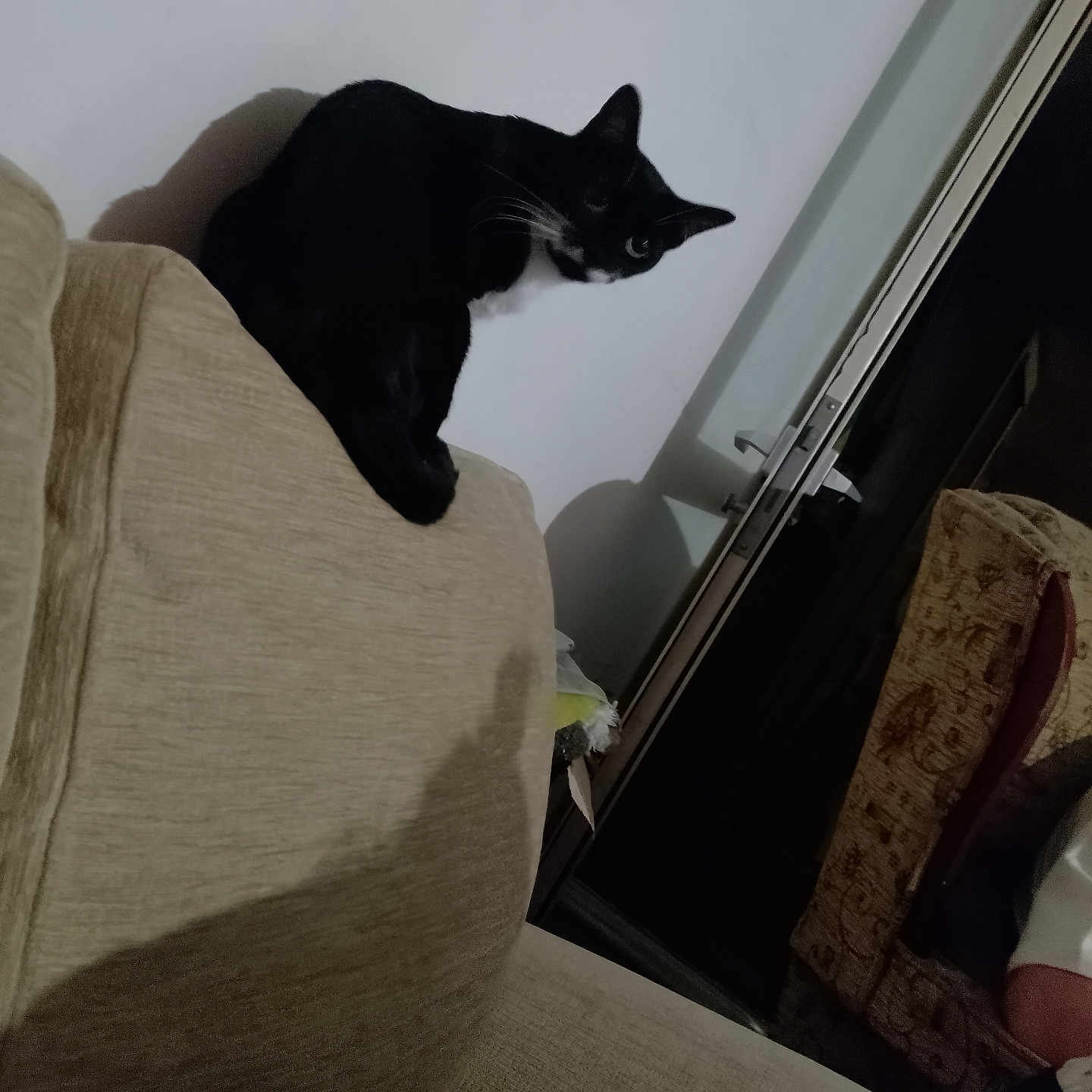 Narcissa joined the competition — help win amazing prizes! alert, animal, beige, black_cat, cat, couch, curious, domestic, door, furniture, household, indoor, low_light, mischievous, pet, shadow, side_view, texture, wall, whiskers