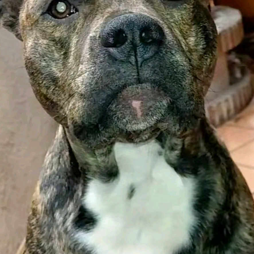 Valium participe au concours pour gagner de l'argent avec cette photo : dog, brindle, pet, indoor, portrait, animal, canine, closeup, face, looking, ears, white_chest, fur, floor, tile, phone_screen, user_interface, thumbnail, photo_gallery, expression