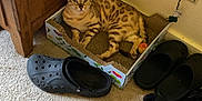 Rhylie joined the competition — help win amazing prizes! cat, spotted_cat, cardboard_box, scratcher, carpet, footwear, black_shoes, wooden_cabinet, backpack, patterned_backpack, indoor, pet, animal, relaxed, floor, wall, power_outlet, cord, toy_ball, comfortable
