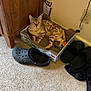 cat, spotted_cat, cardboard_box, scratcher, carpet, footwear, black_shoes, wooden_cabinet, backpack, patterned_backpack, indoor, pet, animal, relaxed, floor, wall, power_outlet, cord, toy_ball, comfortable