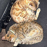 Rhylie is registered to the contest to win money with this photo: cat, tabby_cat, sleeping, curled_up, feline, pet, indoor, chair, office_chair, black_chair, resting, animal, two_cats, fur, collar, carpet, cozy, domestic_cat, cute, napping