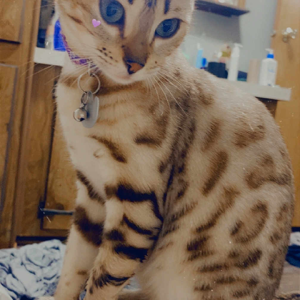 Rhylie is registered to the contest to win money with this photo: animal, bathroom, blue_eyes, cat, closeup, collar, curious, cute, domestic_cat, feline, fur, indoor, pet, pink_heart, portrait, sink, sitting, spotted, whiskers, wooden_cabinet