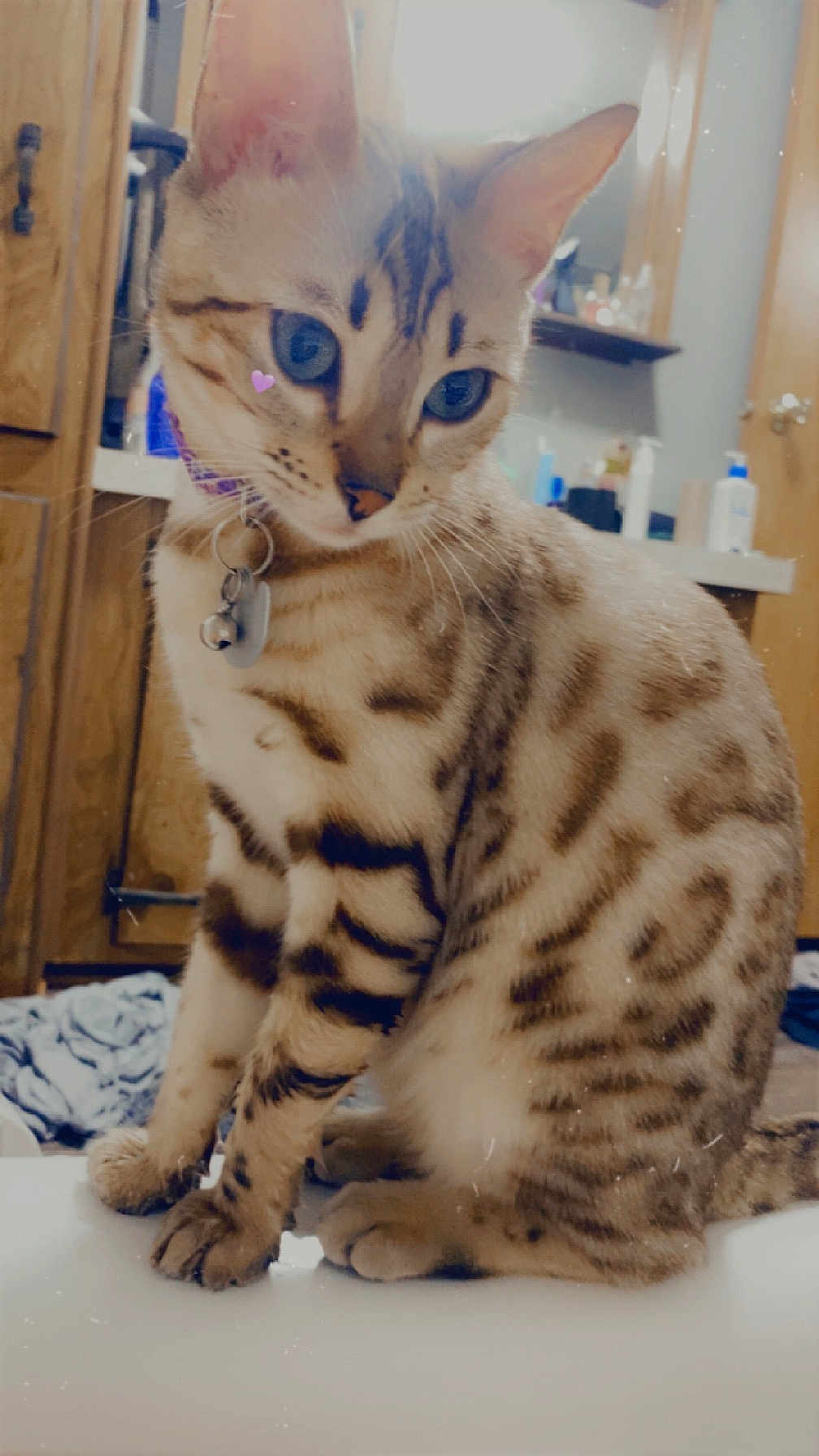 Rhylie is registered to the contest to win money with this photo: cat, blue_eyes, spotted, collar, pet, indoor, bathroom, wooden_cabinet, sink, fur, whiskers, animal, cute, domestic_cat, feline, sitting, closeup, portrait, curious, pink_heart