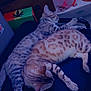Rhylie is registered to the contest to win money with this photo: cat, cats, sleeping, resting, animal, pet, feline, spotted, striped, chair, water_dispenser, food, indoor, cozy, relaxing, domestic, fur, pattern, two_animals, companion