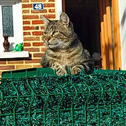 Moumoune participe au concours pour gagner de l'argent avec cette photo : animal, brick_wall, cat, curious, daylight, domestic_cat, doorway, fence, figurine, green_fence, house, looking_away, nature, outdoor, pet, resting, shadow, sunlight, tabby, window