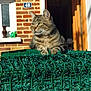 animal, brick_wall, cat, curious, daylight, domestic_cat, doorway, fence, figurine, green_fence, house, looking_away, nature, outdoor, pet, resting, shadow, sunlight, tabby, window