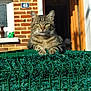 Moumoune a rejoint le concours — aidez-le/la à gagner de superbes lots ! alert, animal, brick_wall, cat, domestic, door, ears, fence, fur, green_fence, house, nature, outdoor, pet, residence, shadow, sunlight, tabby, whiskers, window