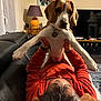 dog, beagle, person, glasses, orange_sweater, couch, lamp, painting, toucan, clock, living_room, carpet, black_tv, wooden_furniture, watch, hands, indoor, brown_white_dog, pet, relaxing