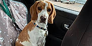 Akyla participe au concours pour gagner de l'argent avec cette photo : animal, beagle, brown_and_white, car_interior, car_seat_cover, collar, dog, domestic_animal, leash, looking, parking_lot, pet, rain, seat, shopping_cart, sitting, storefront, vehicle, wet_window, window