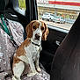 Akyla participe au concours pour gagner de l'argent avec cette photo : dog, beagle, car_interior, car_seat_cover, rain, window, collar, pet, animal, brown_and_white, seat, vehicle, parking_lot, shopping_cart, storefront, leash, sitting, looking, domestic_animal, wet_window