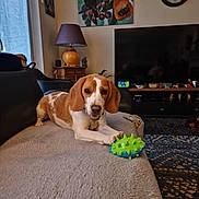 Akyla participe au concours pour gagner de l'argent avec cette photo : beagle, dog, toy, couch, living_room, lamp, painting, clock, television, carpet, furniture, indoor, pet, relaxed, cozy, brown, white, playful, animal, home
