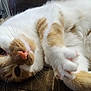 animal, cat, close_up, comfort, cozy, cute, ear, face, fur, indoor, lying_down, mammal, nose, orange_and_white, paw, pet, relaxed, sleepy, soft, whiskers