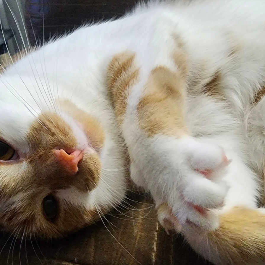 Thomas O'Malley