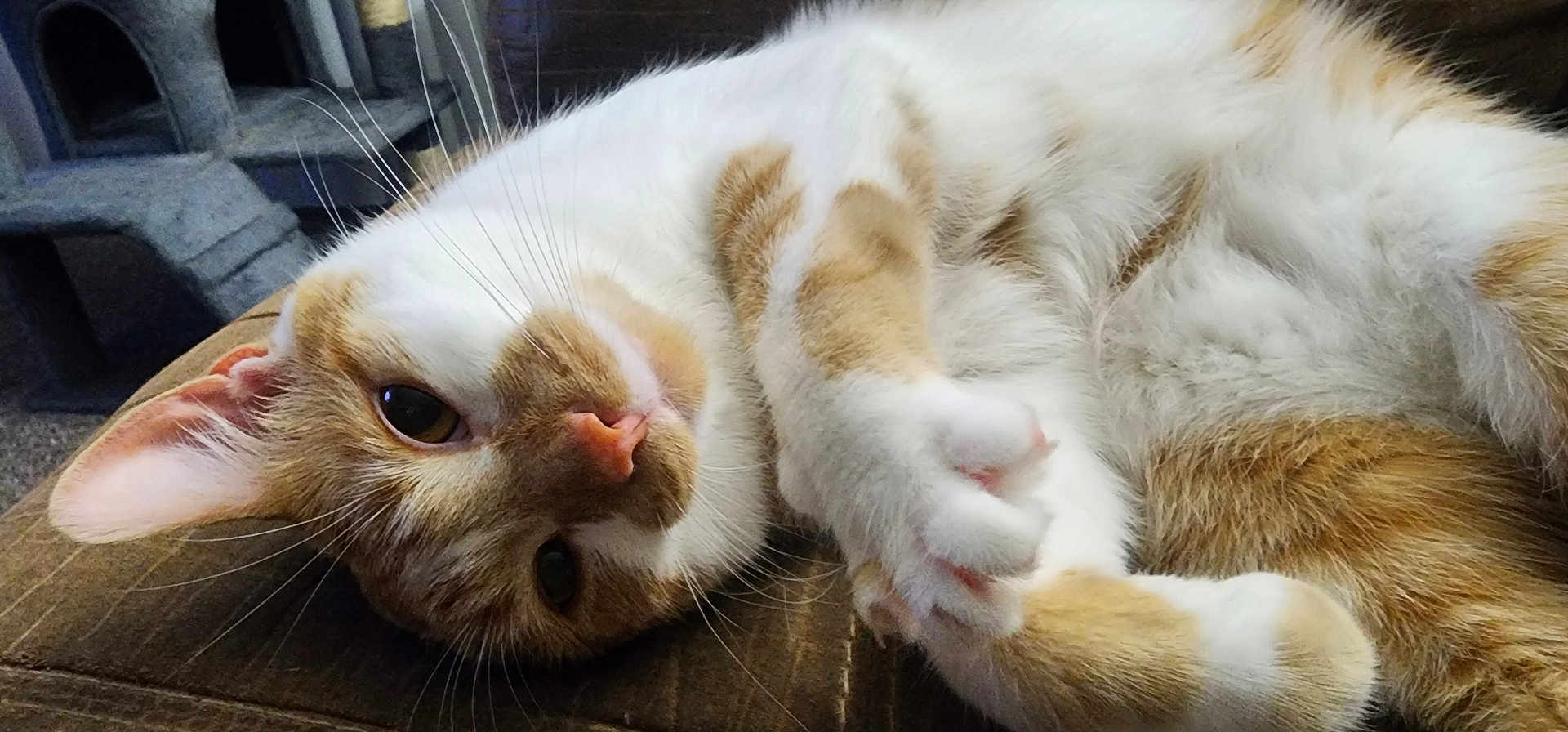 Thomas O'Malley