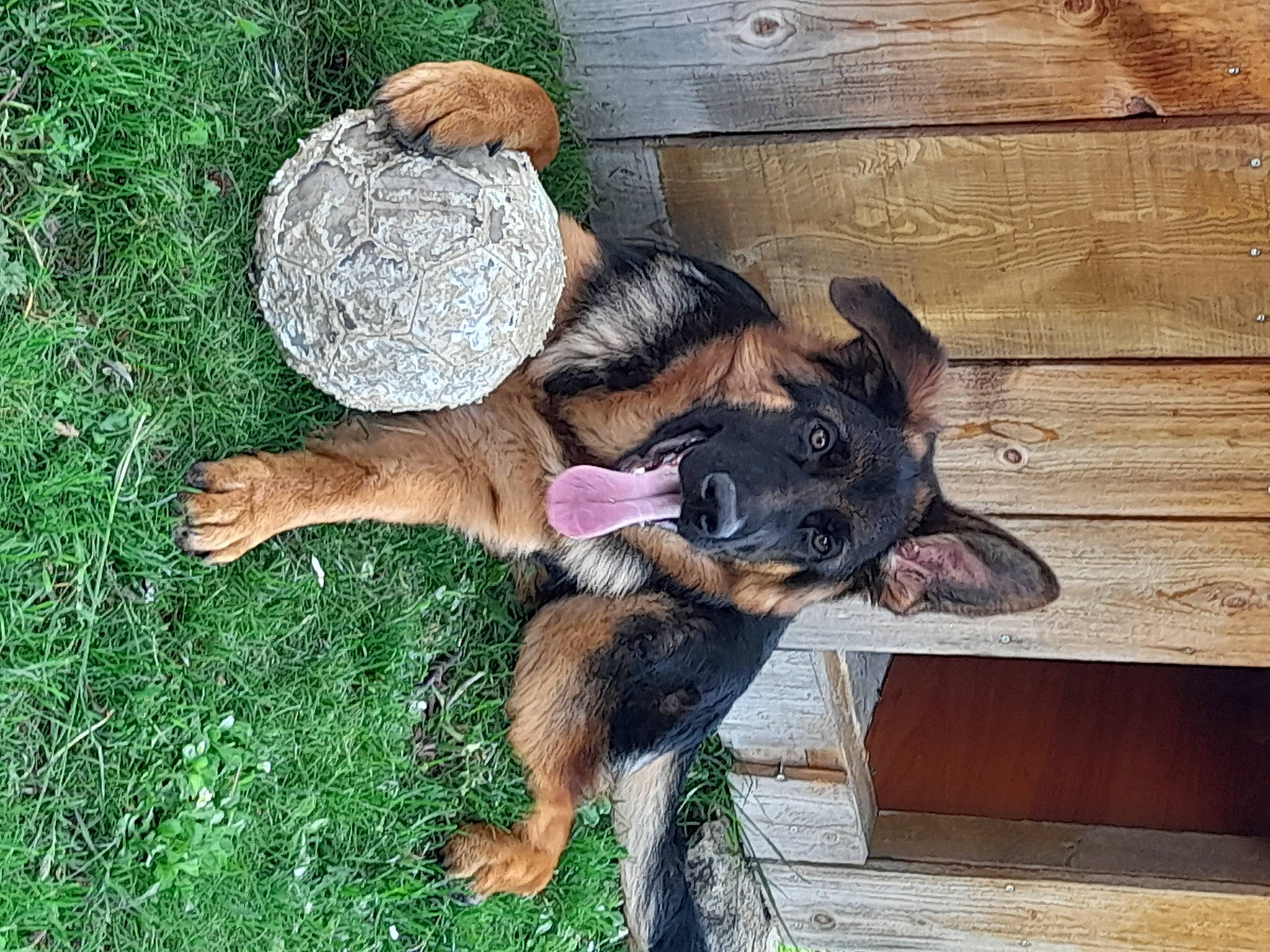 Texa participe au concours pour gagner de l'argent avec cette photo : canidae, carnivore, companion_dog, dog, dog_breed, fawn, fur, german_shepherd_dog, grass, groundcover, hardwood, herding_dog, liver, old_german_shepherd_dog, snout, sporting_group, tail, terrier, wood, working_dog