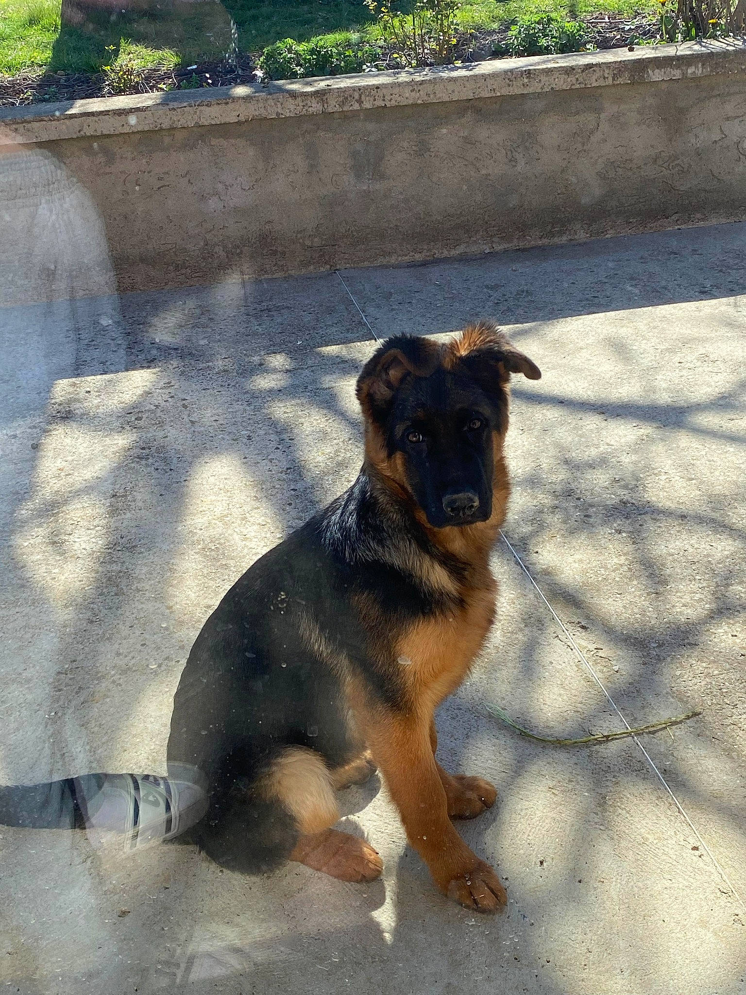 Texa a rejoint le concours — aidez-le/la à gagner de superbes lots ! building_material, carnivore, collar, companion_dog, concrete, dog, dog_breed, guard_dog, pet_supply, plant, road_surface, shadow, snout, sporting_group, tail, working_animal, working_dog