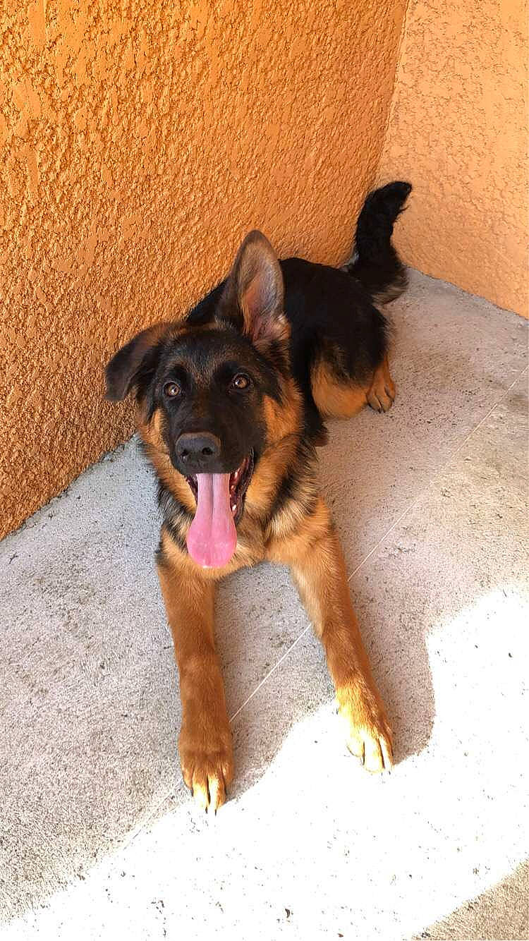 Texa a rejoint le concours — aidez-le/la à gagner de superbes lots ! canidae, carnivore, companion_dog, dog, dog_breed, east_european_shepherd, fawn, fur, german_shepherd_dog, guard_dog, herding_dog, old_german_shepherd_dog, paw, puppy, sporting_group, working_animal, working_dog