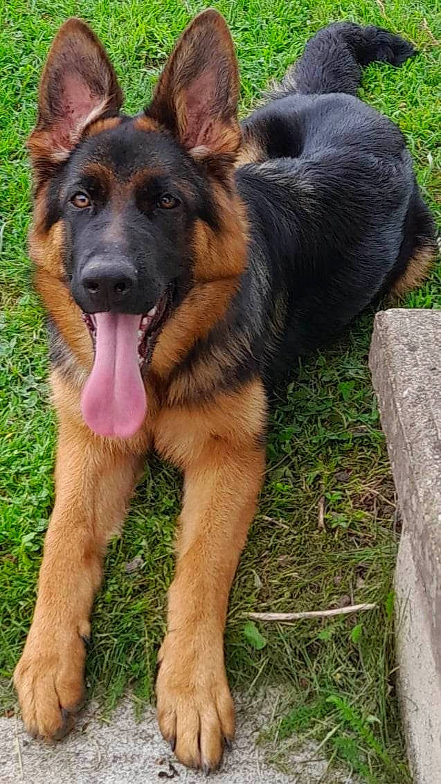 Texa participe au concours pour gagner de l'argent avec cette photo : biting, canidae, carnivore, companion_dog, dog, dog_breed, east_european_shepherd, foot, german_shepherd_dog, grass, herding_dog, king_shepherd, old_german_shepherd_dog, sharing, snout, sporting_group, terrestrial_animal, tervuren, working_dog