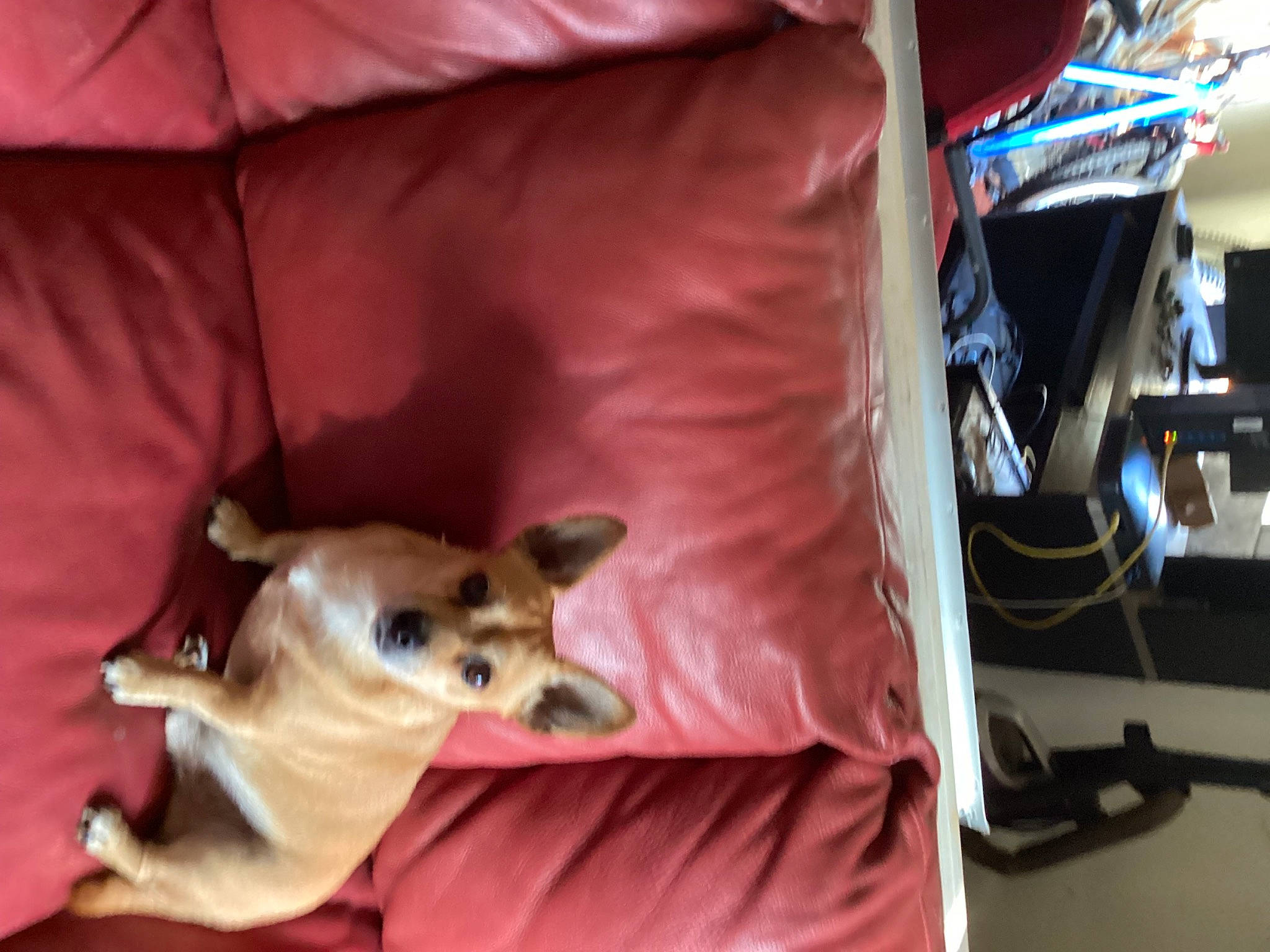 Toby joined the competition — help win amazing prizes! canidae, carnivore, chihuahua, comfort, companion_dog, corgi_chihuahua, dog, dog_breed, dog_supply, fawn, felidae, fur, sighthound, small_to_medium_sized_cats, sporting_group, tail, toy_dog, whiskers, wood, working_animal