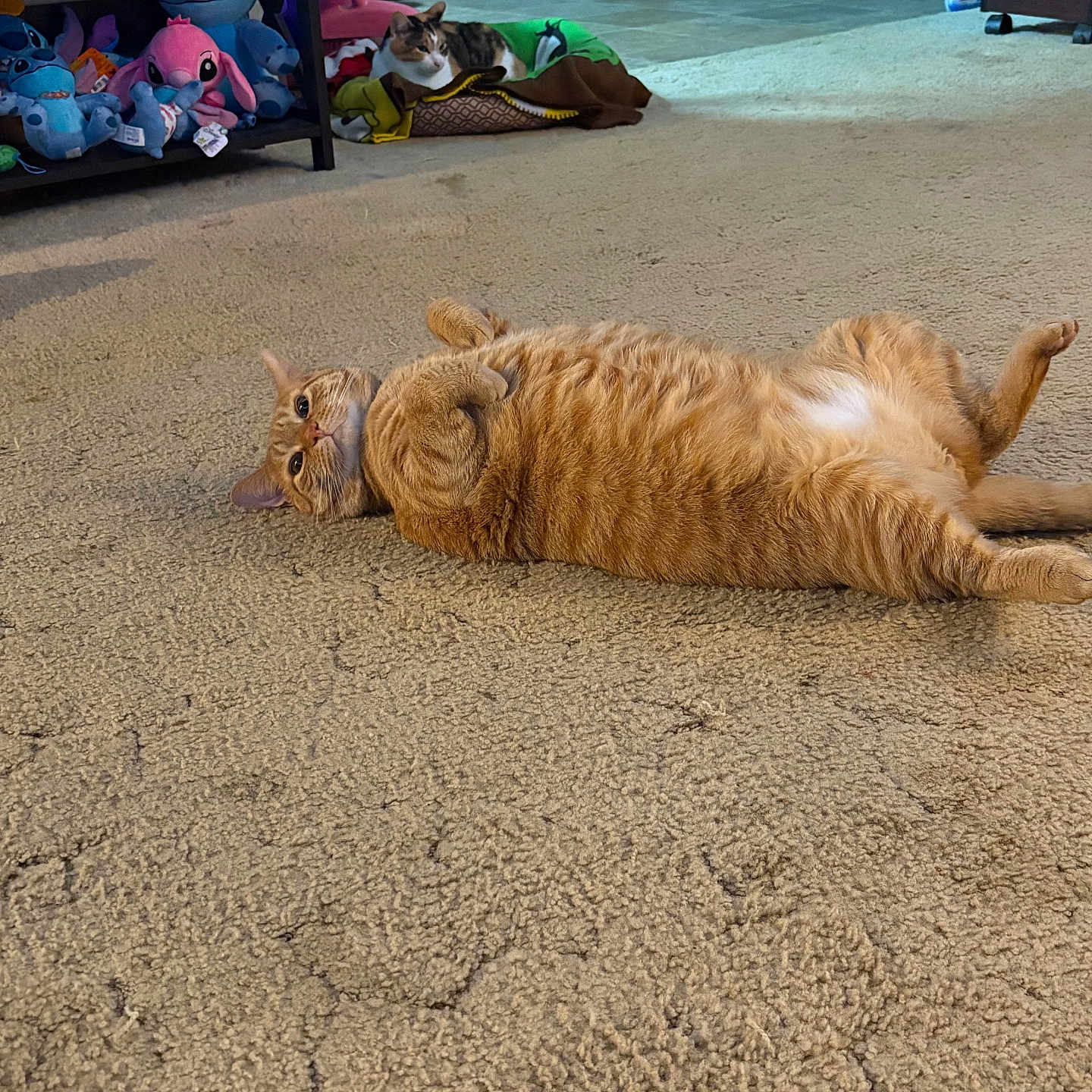 Boo is registered to the contest to win money with this photo: animal, blanket, calico_cat, carpet, cat, cozy, cute, feline, floor, furniture, ginger_cat, home, indoor, living_room, orange_cat, pet, plush_toys, relaxed, shelf, stitch_toys