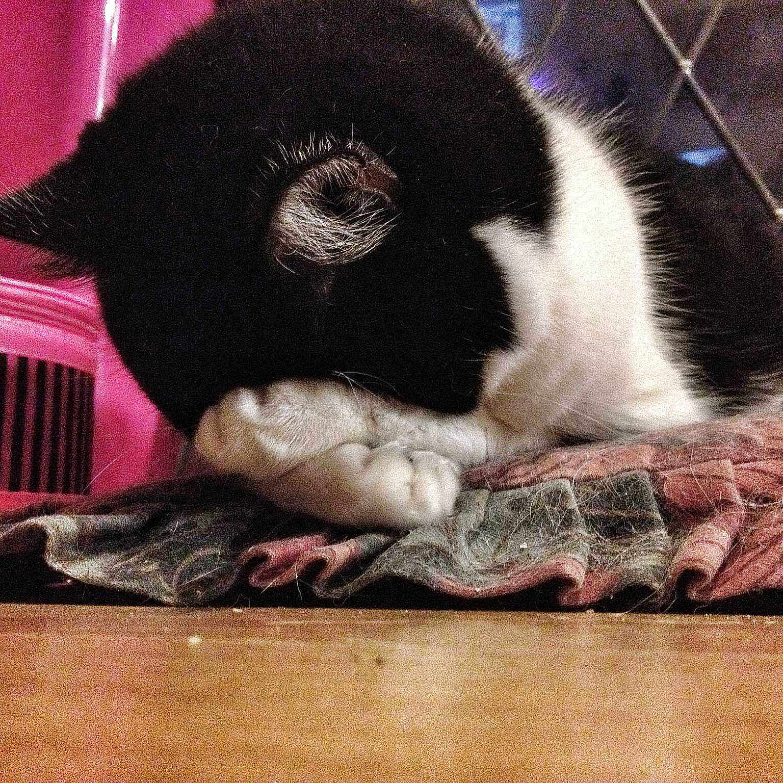 Megan joined the competition — help win amazing prizes!