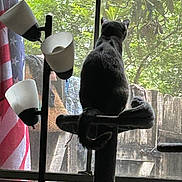 Lilly is registered to the contest to win money with this photo: cat, cat_tree, window, curtain, american_flag, indoor, pet, feline, nature_outside, mesh_screen, daylight, silhouette, tail, perched, plant, furniture, home, quiet, relaxation, animal