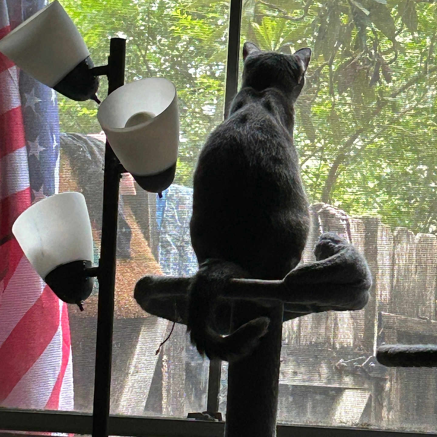 Lilly is registered to the contest to win money with this photo: american_flag, animal, cat, cat_tree, curtain, daylight, feline, furniture, home, indoor, mesh_screen, nature_outside, perched, pet, plant, quiet, relaxation, silhouette, tail, window