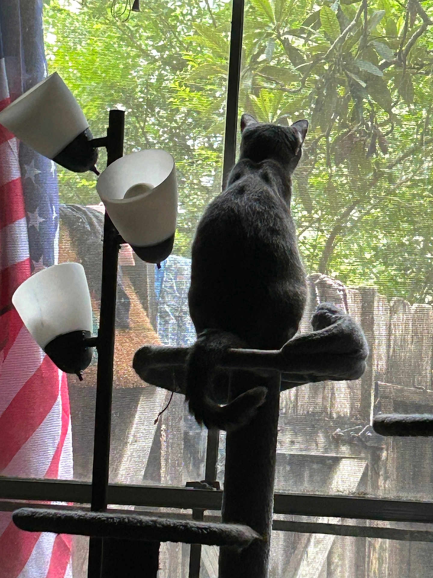 Lilly is registered to the contest to win money with this photo: cat, cat_tree, window, curtain, american_flag, indoor, pet, feline, nature_outside, mesh_screen, daylight, silhouette, tail, perched, plant, furniture, home, quiet, relaxation, animal