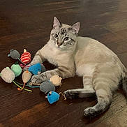 Evo is registered to the contest to win money with this photo: cat, animal, pet, indoor, wooden_floor, toys, plush_toys, mouse_toys, playful, relaxed, feline, blue_eyes, striped, laying_down, cute, domestic_animal, whiskers, curious, soft_toys, floor