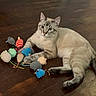 cat, animal, pet, indoor, wooden_floor, toys, plush_toys, mouse_toys, playful, relaxed, feline, blue_eyes, striped, laying_down, cute, domestic_animal, whiskers, curious, soft_toys, floor