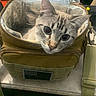Evo joined the competition — help win amazing prizes! cat, animal, pet, face, ears, eyes, fur, insulated_bag, bag, zipper, fabric, table, indoor, closeup, curious, cute, domestic_animal, mammal, resting, head