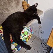 Timon a rejoint le concours — aidez-le/la à gagner de superbes lots ! animal, black_cat, cartoon_characters, cat, cat_perch, colorful_cushion, cord, cozy, domestic, furniture, indoor, paw, pet, plush_toy, relaxing, resting, sleeping, table, tile_floor, wall_socket