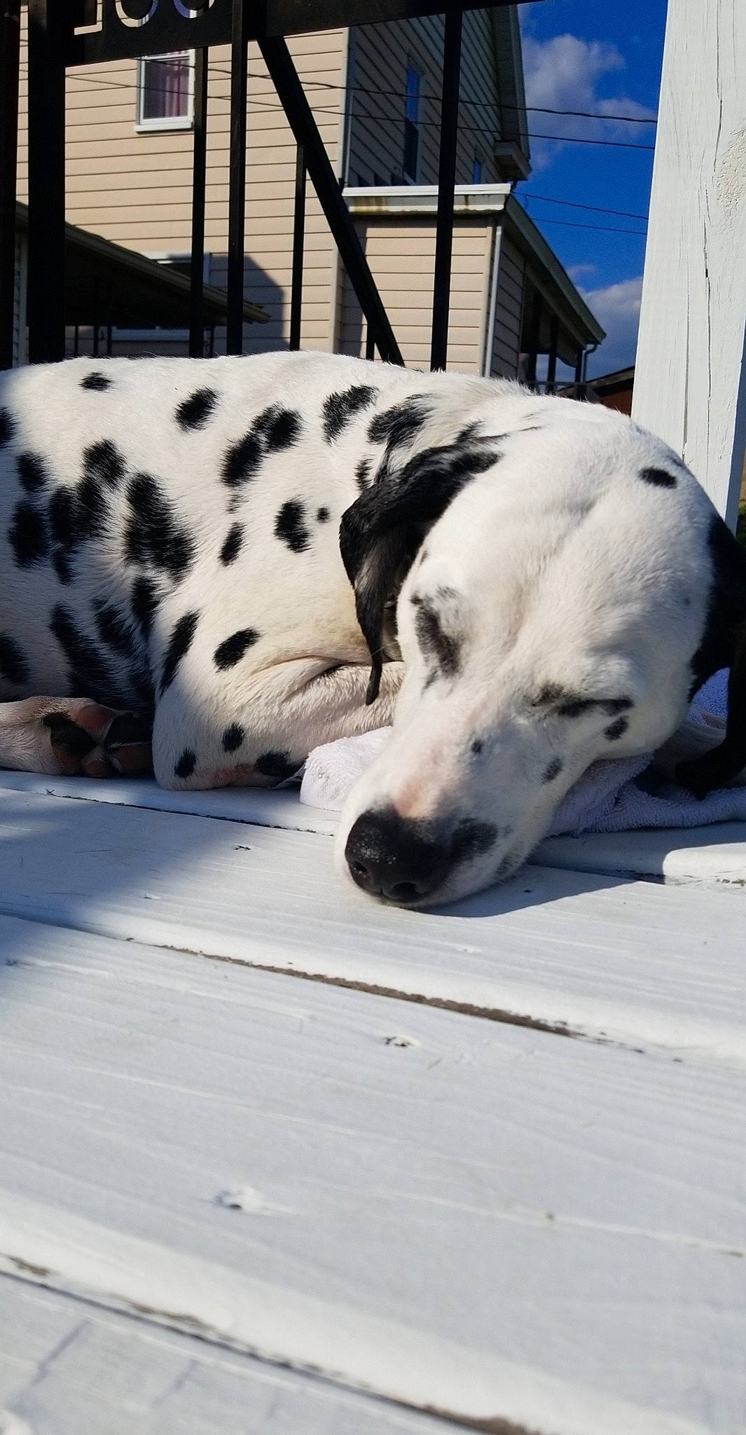 Nya is registered to the contest to win money with this photo: canidae, carnivore, dalmatian, dog, dog_breed, great_dane, mammal, non_sporting_group, snout, sporting_group, vertebrate