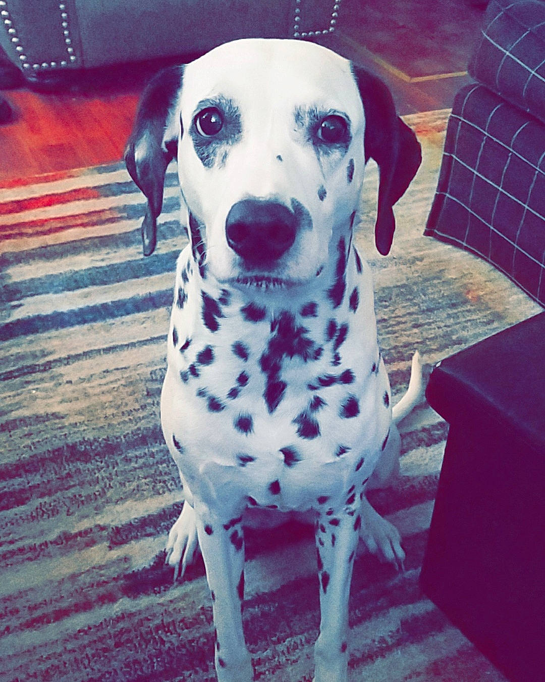 Nya joined the competition — help win amazing prizes! canidae, carnivore, companion_dog, dalmatian, dog, dog_breed, fawn, mammal, non_sporting_group, pointer, puppy_love, snout, sporting_group, vertebrate