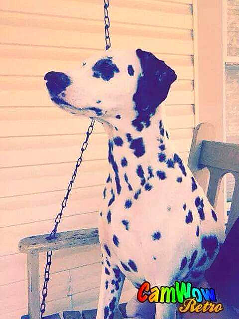 Nya joined the competition — help win amazing prizes! canidae, carnivore, dalmatian, dog, dog_breed, fawn, non_sporting_group, ornament, sporting_group