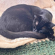Saro is registered to the contest to win money with this photo: animal, black_cat, blanket, compact, cozy, curled_up, cute, domestic_cat, feline, fur, green_rug, home, indoors, nap, peaceful, pet, relaxed, resting, sleeping_cat, soft_texture