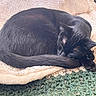 animal, black_cat, blanket, compact, cozy, curled_up, cute, domestic_cat, feline, fur, green_rug, home, indoors, nap, peaceful, pet, relaxed, resting, sleeping_cat, soft_texture