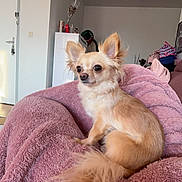 Nala participe au concours pour gagner de l'argent avec cette photo : animal, bed, bedroom, blanket, canine, chihuahua, cockerspaniel, couch, cushion, dog, door, furniture, homedecor, indoors, interiordesign, papillon, pet, puppy, quilt, room