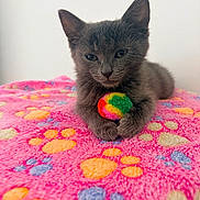 Bloom a rejoint le concours — aidez-le/la à gagner de superbes lots ! kitten, cat, gray_cat, pet, animal, feline, toy, colorful_ball, blanket, pink_blanket, paw_prints, cute, young_cat, indoor, fur, sleepy, claws, close_up, resting, curious