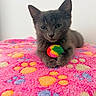 kitten, cat, gray_cat, pet, animal, feline, toy, colorful_ball, blanket, pink_blanket, paw_prints, cute, young_cat, indoor, fur, sleepy, claws, close_up, resting, curious