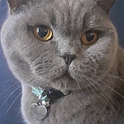 Belle joined the competition — help win amazing prizes! cat, gray_cat, close_up, pet, animal, feline, collar, tag, whiskers, ears, face, amber_eyes, fur, indoor, portrait, domestic_cat, cute, pet_accessory, sitting, closeup