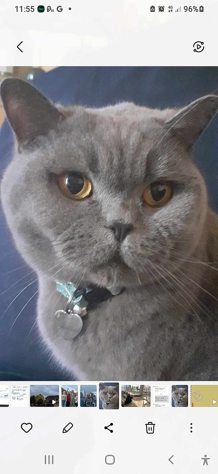 Belle