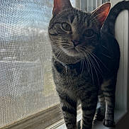 Minx is registered to the contest to win money with this photo: cat, tabby, windowsill, window, screen, natural_light, indoor, pet, curious, feline, whiskers, ears, tail, standing, looking, domestic_animal, striped, closeup, house, daylight