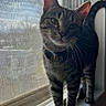 cat, tabby, windowsill, window, screen, natural_light, indoor, pet, curious, feline, whiskers, ears, tail, standing, looking, domestic_animal, striped, closeup, house, daylight